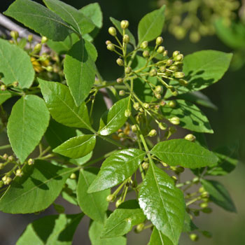 Leaves of the Common Hoptree are compound, trifoliate. Leaves are dark green, lustrous on the surface, duller on the underside. Ptelea trifoliata Leaves of the Common Hoptree are compound, trifoliate. Leaves are dark green, lustrous on the surface, duller on the underside. Ptelea trifoliata